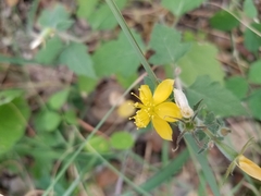 Mentzelia oligosperma