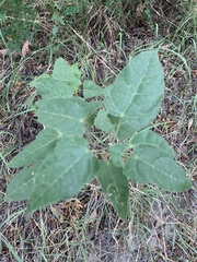 Mallotus repandus