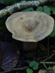 Lactarius trivialis