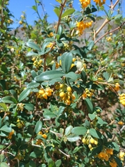 Berberidaceae