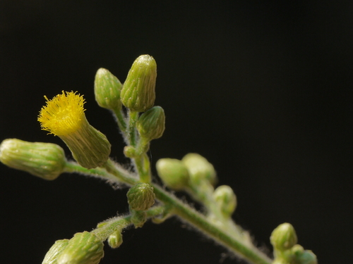 Lanceolaria