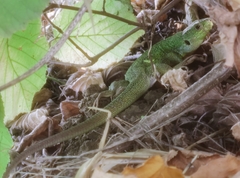 Lacerta diplochondrodes