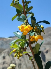Berberidaceae