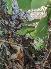 Lacerta diplochondrodes