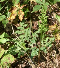 Sceptridium multifidum