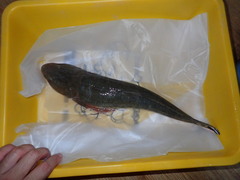 Platycephalus indicus