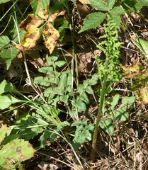 Sceptridium multifidum