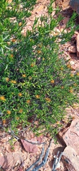 Gorteria integrifolia