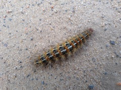 Paracles deserticola