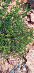 Gorteria integrifolia