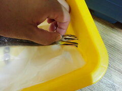 Platycephalus indicus