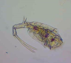 Trichotria
