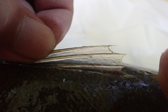 Platycephalus indicus