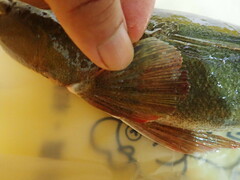 Platycephalus indicus