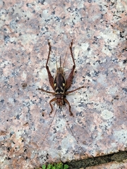 Cardiodactylus novaeguineae