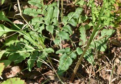 Sceptridium multifidum