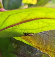 Sassacus