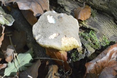 Xerocomellus chrysenteron