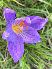 Crocus speciosus