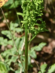 Sceptridium multifidum