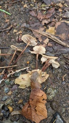 Collybiopsis biformis