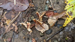 Collybiopsis biformis