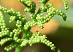 Sceptridium multifidum