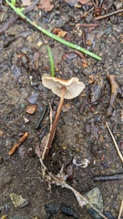 Collybiopsis biformis