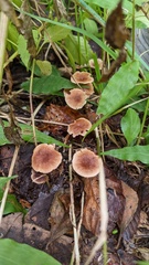 Collybiopsis biformis