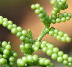 Sceptridium multifidum