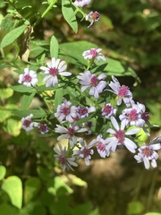 Symphyotrichum cordifolium