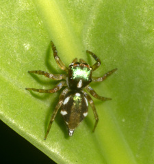 Chapoda