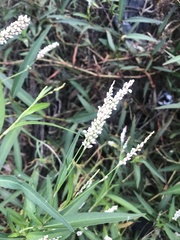 Persicaria lapathifolia