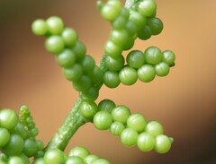 Sceptridium multifidum