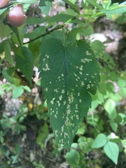 Symphyotrichum cordifolium