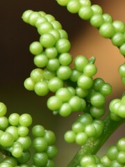 Sceptridium multifidum