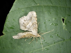 Chiasmia hebesata