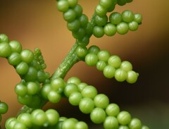 Sceptridium multifidum