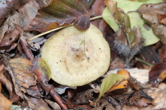 Lactarius scrobiculatus