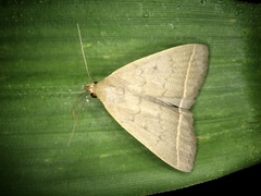 Simplicia niphona