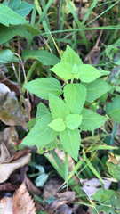 Chromolaena odorata