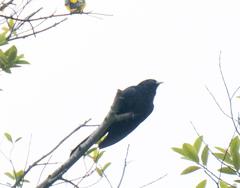 Eudynamys scolopaceus