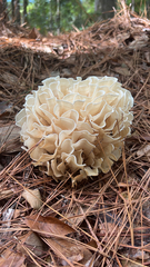 Sparassis spathulata