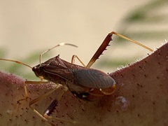Megalotomus