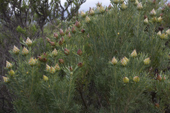 Leucadendron rubrum