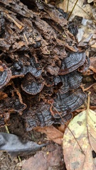 Hymenochaete rubiginosa
