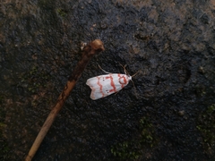 Cyana pseudojavanica