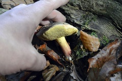 Xerocomellus chrysenteron