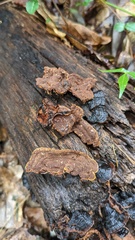 Hymenochaete rubiginosa