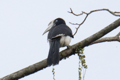 Anthracoceros albirostris